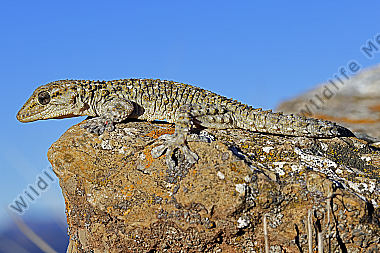 Mauergecko