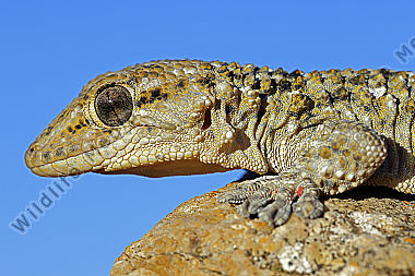 Mauergecko