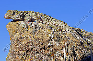 Mauergecko