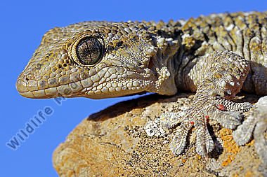 Mauergecko