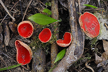 Scharlachroter Kelchbecherling