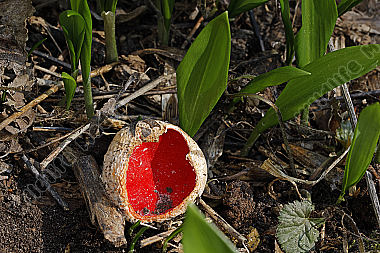 Scharlachroter Kelchbecherling