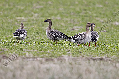 Tundrasaatgans