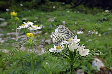 Bergweißling auf Anemone