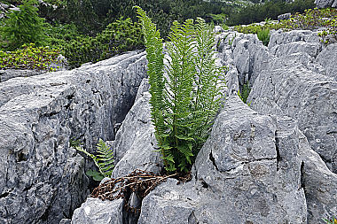 Karst