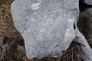 Kuhtrittmuschel