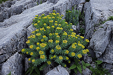 Rosenwurz