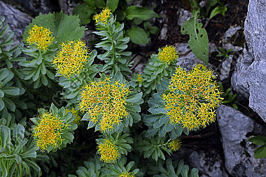 Rosenwurz