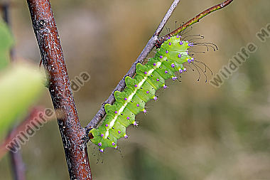 Wiener Nachtpfauenauge halberwachsene Raupe