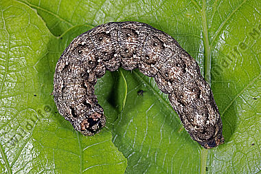 Aprileule Raupe