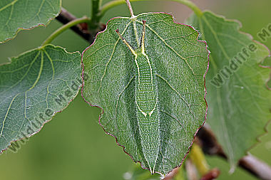 Kleiner Schillerfalter Raupe