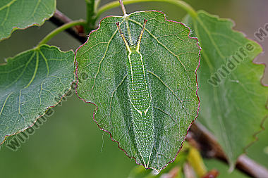 Kleiner Schillerfalter Raupe
