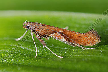 Kleinschmetterling Caloptilia Stigmatella