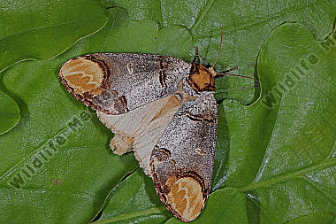 Mondvogel
