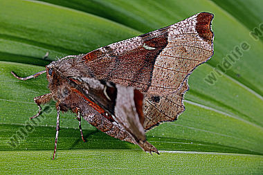 Violettbrauner Mondfleckspanner