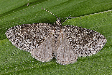 Grauer Lappenspanner