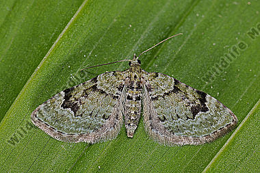 Grüner Blütenspanner