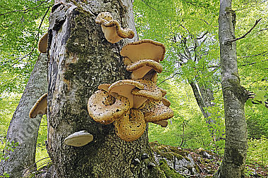 Schuppiger Stielporling