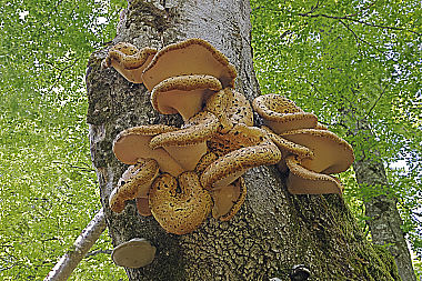 Schuppiger Stielporling