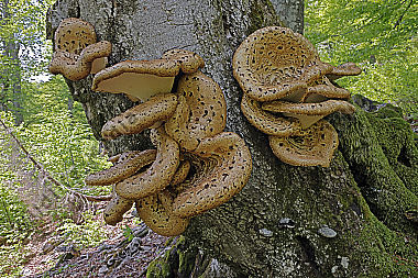 Schuppiger Stielporling