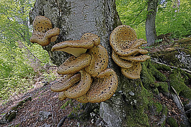 Schuppiger Stielporling