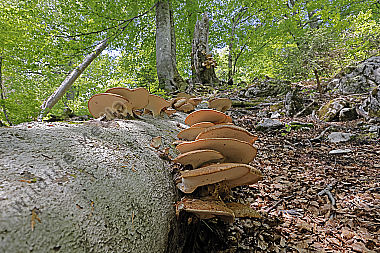 Schuppiger Stielporling