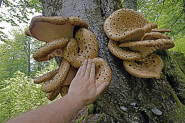 Schuppiger Stielporling