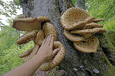Schuppiger Stielporling
