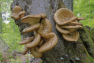 Schuppiger Stielporling