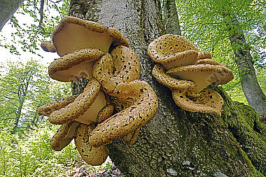 Schuppiger Stielporling