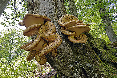 Schuppiger Stielporling