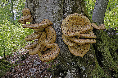Schuppiger Stielporling