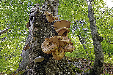 Schuppiger Stielporling