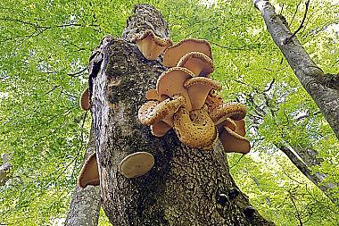 Schuppiger Stielporling