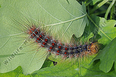 Schwammspinner Raupe