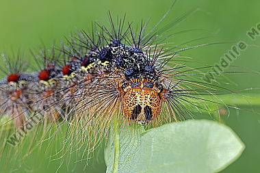 Schwammspinner Raupe