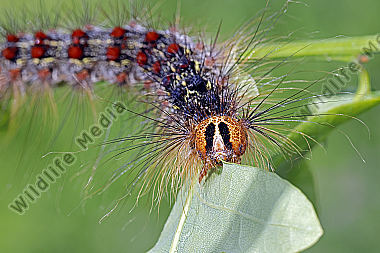 Schwammspinner Raupe