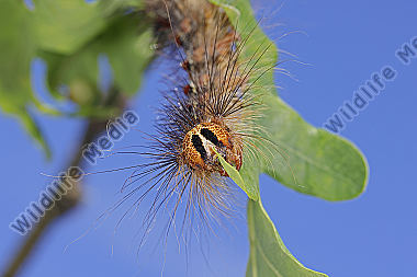 Schwammspinner Raupe