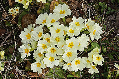 Stängellose Schlüsselblume