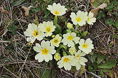 Stängellose Schlüsselblume