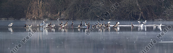 Wasservögel