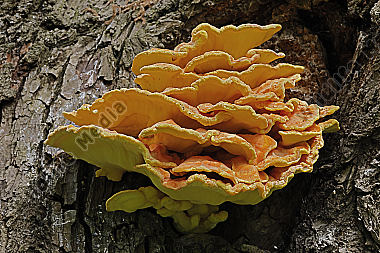 Schwelfelporling