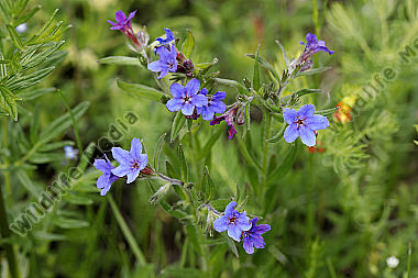 Blauroter Steinsame