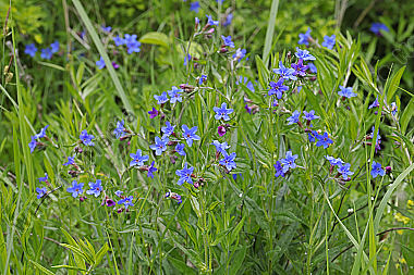 Blauroter Steinsame