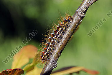 Goldafter Raupe