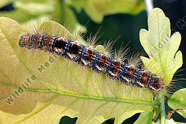 Goldafter Raupe