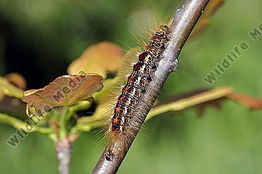 Goldafter Raupe
