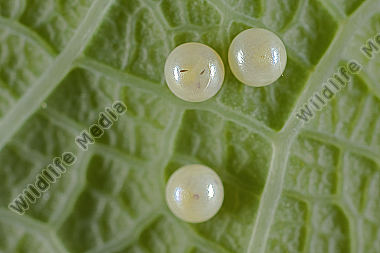 Osterluzeifalter Eier