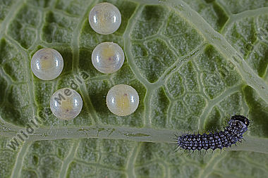 Osterluzeifalter Eier