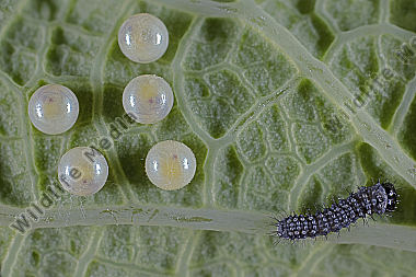 Osterluzeifalter Eier